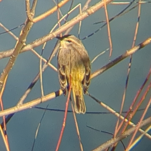 Palm Warbler