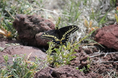 Papilio machaon bairdii