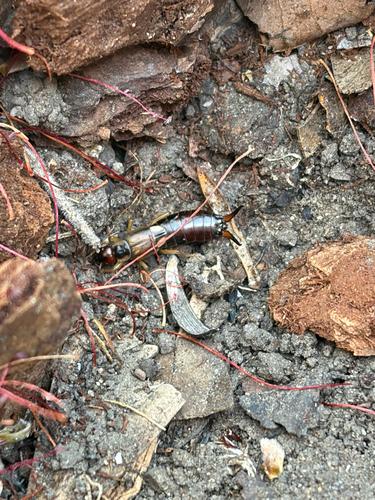 Western Earwig