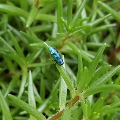 Chrysobothris scitula