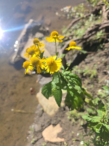 common sneezeweed