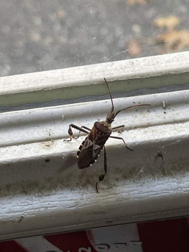 Western Conifer Seed Bug