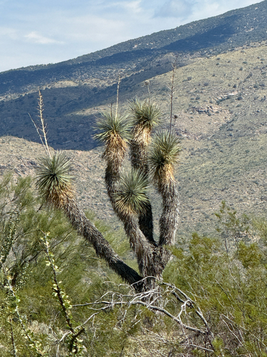 soaptree yucca