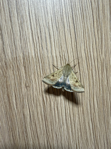 Cotton Bollworm Moth