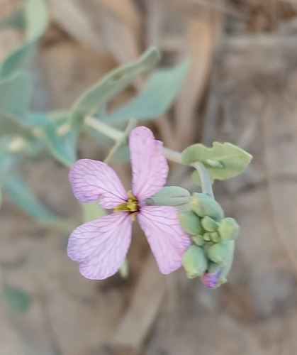 Violet Cabbage