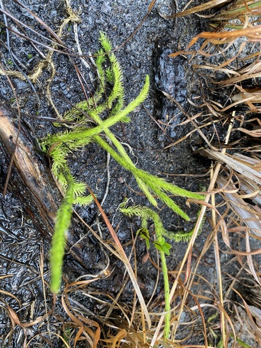 Lycopodiella alopecuroides, 2026-10-04