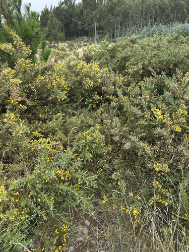 Ulex europaeus observed 2026-10-04