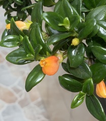 Nematanthus