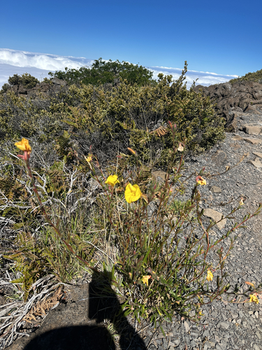 Oenothera stricta observed 2026-10-04