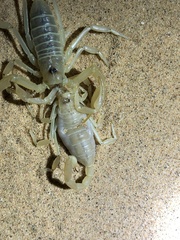 Paruroctonus xanthus