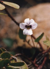Viola cuneata