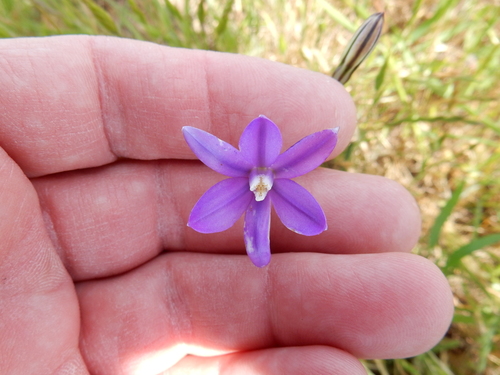 iNaturalist observation photo of Appendage Brodiaea