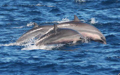 Fraser's Dolphin photo 4