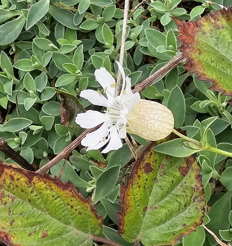 Sea Campion
