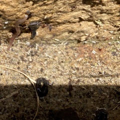 Endeavouria septemlineata