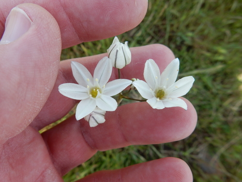 iNaturalist observation photo of white brodiaea