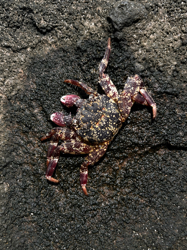 Grapsus observed 2025-12-06