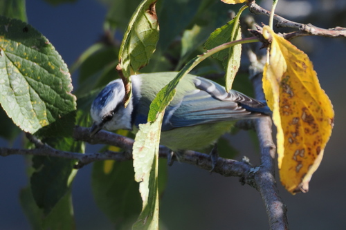 Eurasian Blue Tit