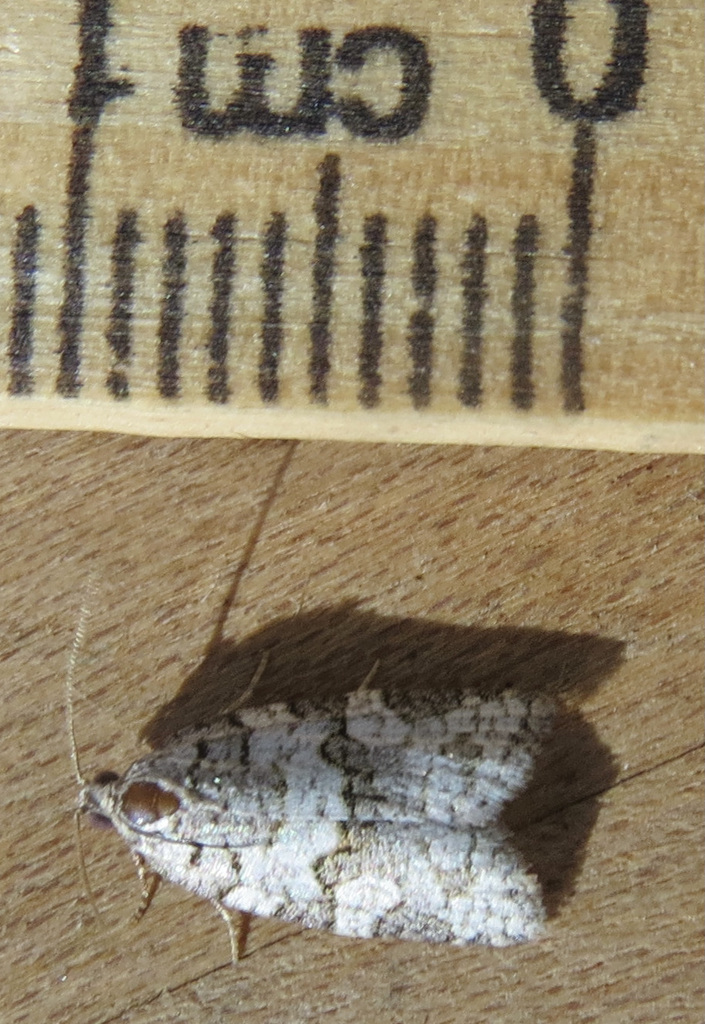 Argyrotaenia provana