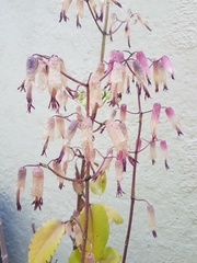 Kalanchoe pinnata