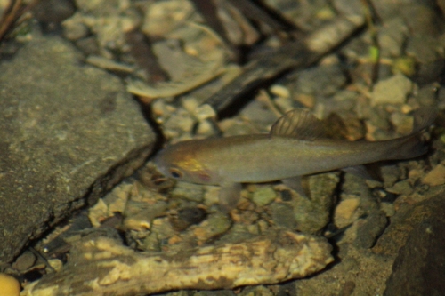 Tench