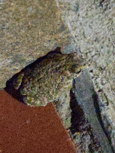 Natterjack Toad