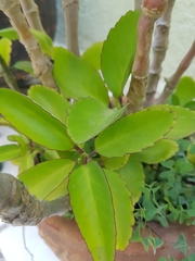 Kalanchoe pinnata