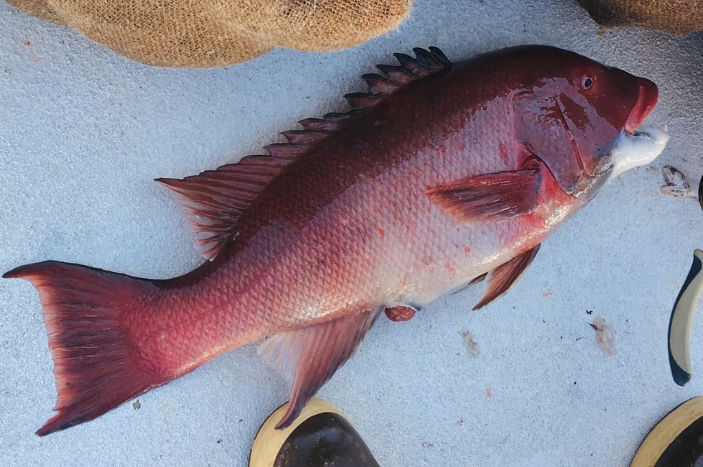 California sheephead in November 2018 by Kolin Campbell · iNaturalist