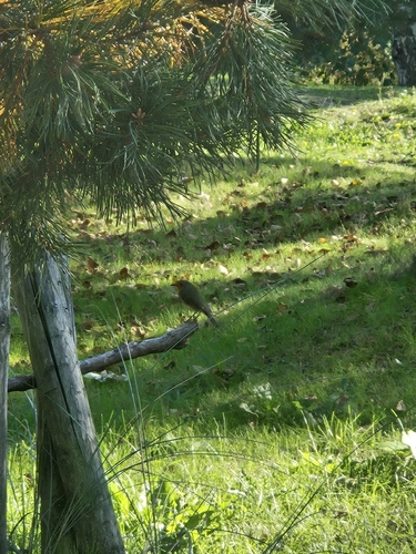 European Robin