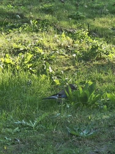 Eurasian Jay