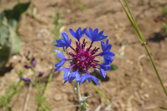 Centaurea depressa