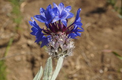 Centaurea depressa