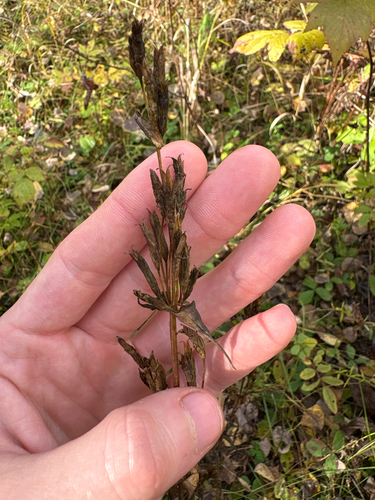 Gentianella amarella observed 2026-10-05