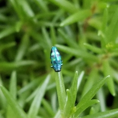 Chrysobothris scitula