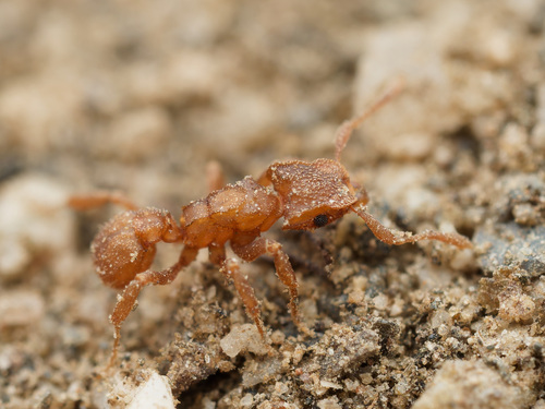 Wheeler’s Fungus-farming Ant