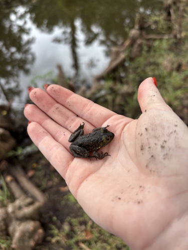 American Bullfrog