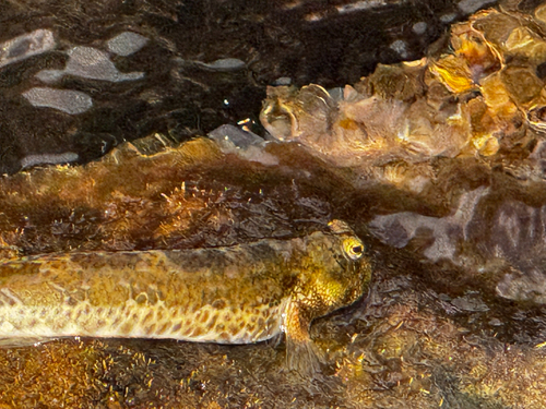 Entomacrodus striatus observed 2026-10-04