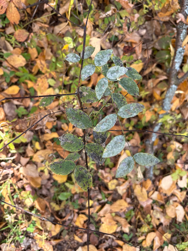 Lathyrus ochroleucus, 2026-10-05