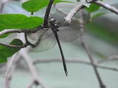 Austrocordulia refracta