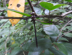 Austrocordulia refracta