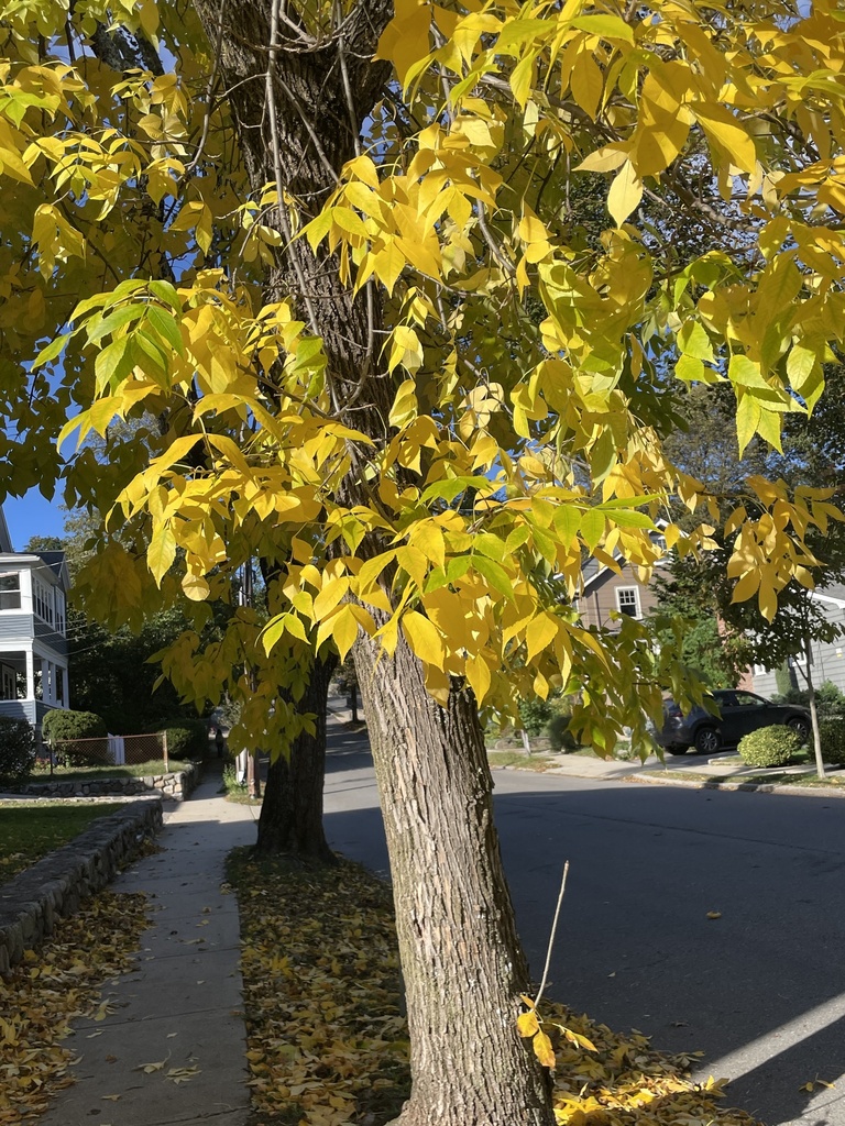 A street ash with its crown nearly all yellow and fallen yellow leaves along the sidewalk.