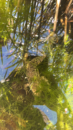 Rio Grande Leopard Frog