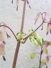 Kalanchoe pinnata