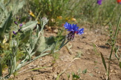 Centaurea depressa