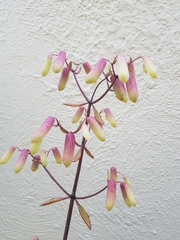 Kalanchoe pinnata