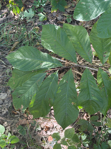 common pawpaw