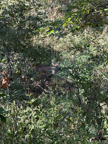 White-tailed Deer