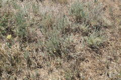 Spermophilus pygmaeus