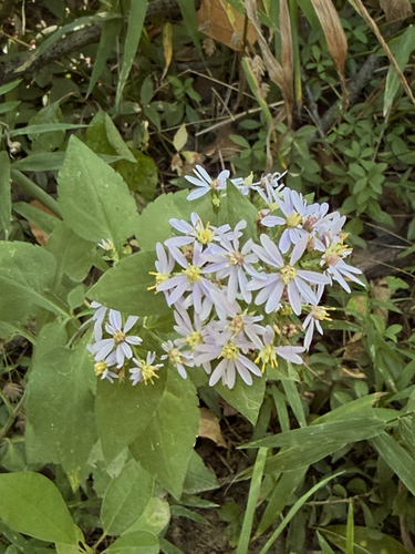 Drummond's aster