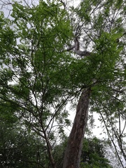Pterocarpus acapulcensis
